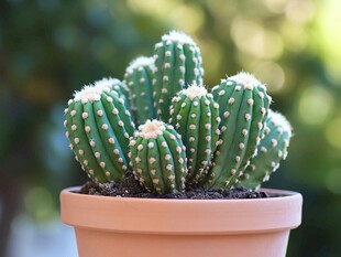 盆栽仙人球 清新小绿植