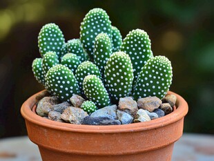 可爱白星仙人掌盆栽