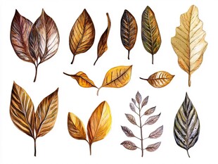 水彩绘秋季多样叶片集合