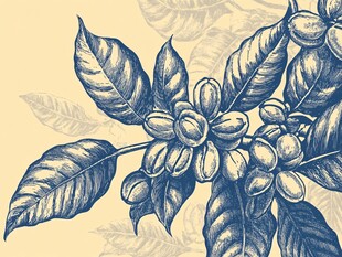 手绘咖啡树植物枝叶图