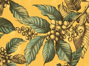 咖啡枝叶果实精美插画