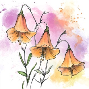 水彩绘橙色风铃花插画