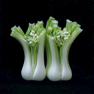 两颗鲜嫩小白菜特写