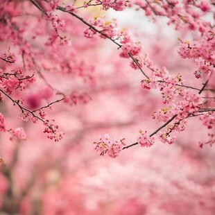 浪漫粉色樱花绽放枝头