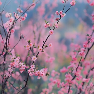 春日粉嫩桃花绽放美景