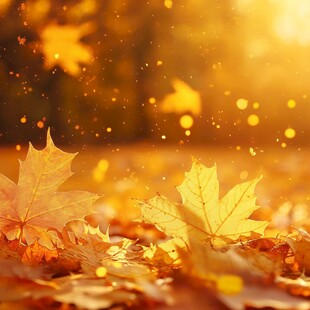 秋日枫叶美景 阳光洒落