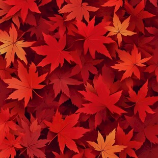 红枫叶海 秋日绚烂景致