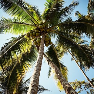 仰望硕果累累的高大椰子树