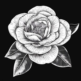黑白手绘盛开的优雅山茶花