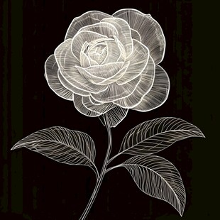 白色线条勾勒的优雅玫瑰