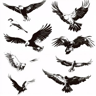 飞翔的猛禽剪影集合