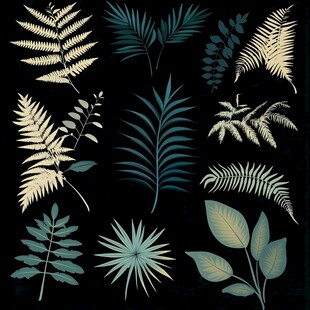 多样热带植物叶片集合