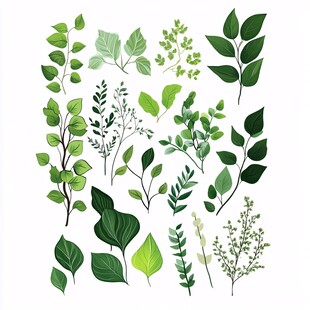 多样清新绿叶植物插画