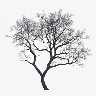 孤独枯树剪影
