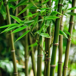 翠绿修竹 尽显自然生机