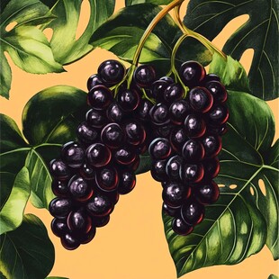 黑紫色葡萄与翠绿叶片图