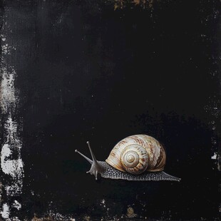 黑背景上的条纹蜗牛