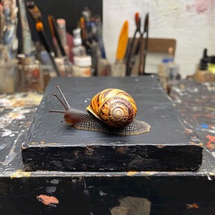 画室中蜗牛趴在黑色台面上
