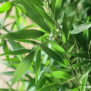 翠绿竹叶特写