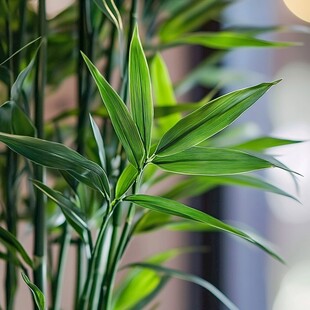 清新翠绿竹叶特写