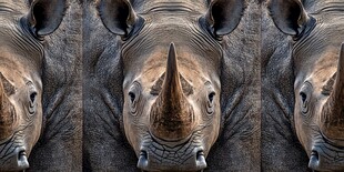 三张犀牛头部特写照片