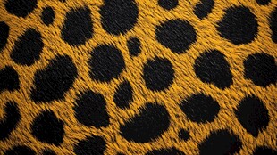 豹纹纹理图案