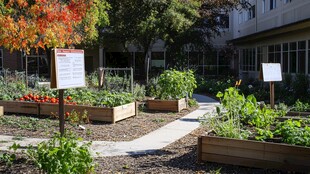 校园内的生机盎然蔬菜园