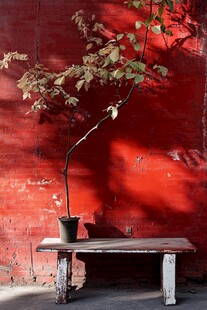 红墙下木凳上的盆栽小树