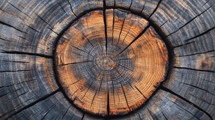 树桩截面纹理特写