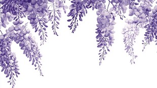 梦幻紫藤花垂挂插画