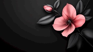 黑色背景上的粉色娇艳花朵