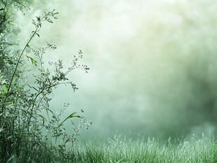 晨雾中的清新草地与枝叶