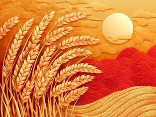 金色麦田映红日