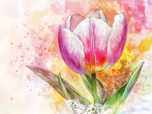 水彩绘就的美丽郁金香