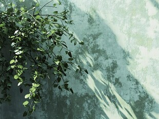 绿叶映古墙 光影成诗