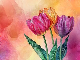 水彩绘郁金香绽放之美