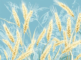 金黄麦穗映蓝天