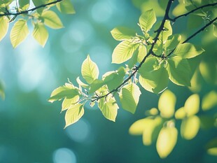 春日新绿枝头的清新景致