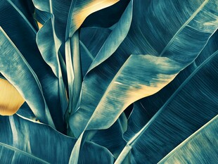 热带风情芭蕉叶特写