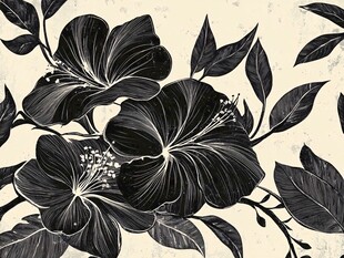 黑白扶桑花复古插画