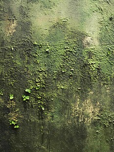 长满青苔的斑驳墙面