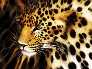 豹纹特写 野性之美