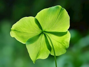 翠绿四叶草特写