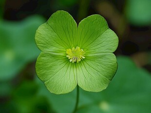 绿色四瓣小花特写