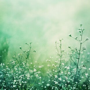 春日绿野中的细碎小花