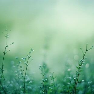嫩绿野草的清新自然景象