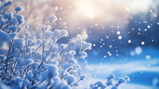 冬日雪景 枝头覆雪的梦幻时刻