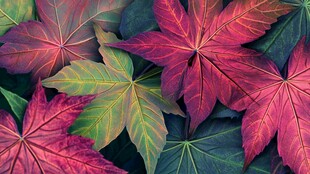 五彩斑斓秋叶特写