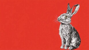 红色背景上的素描风兔子