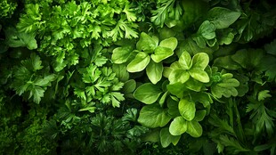 翠绿鲜蔬 生机盎然的绿植